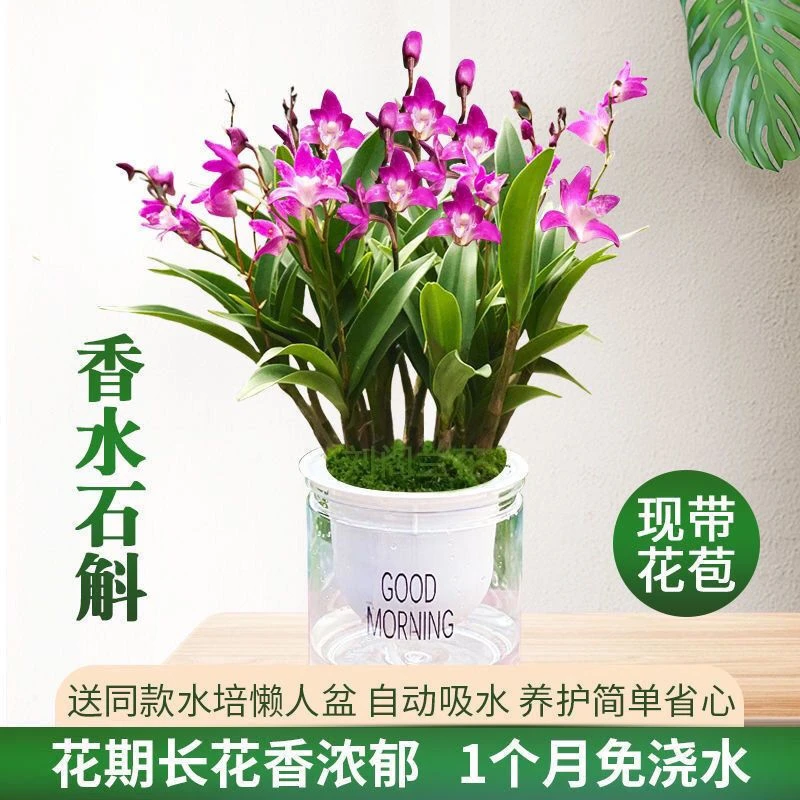 澳洲香水石斛兰盆栽冬带花苞水培植物石斛兰苗花卉植物室内绿植好