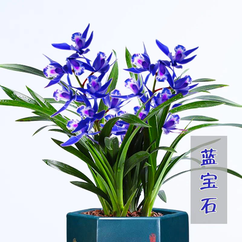 世界上最香的兰花 蓝宝石 四季开花兰花苗浓香型室内花卉植物好养