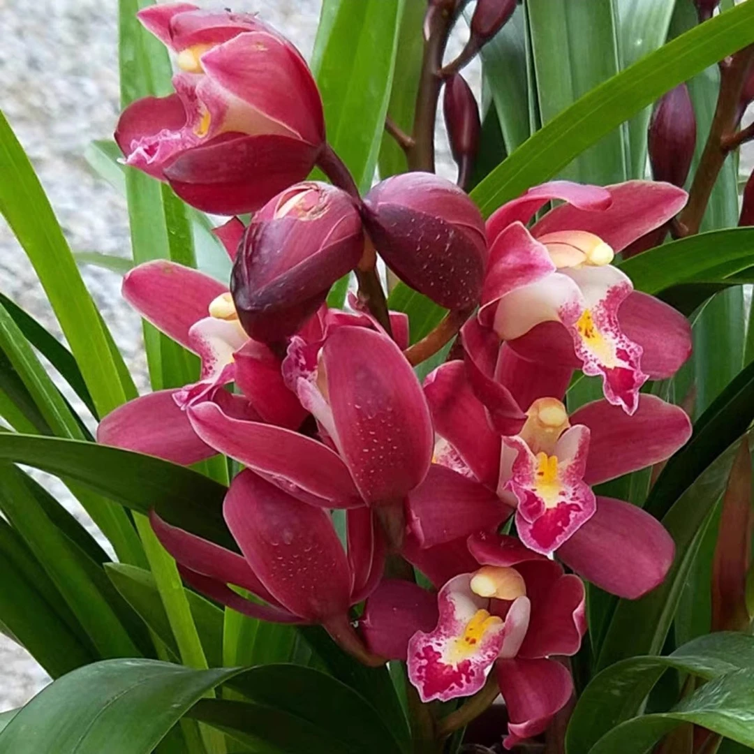带5花苞大花蕙兰红宝石浓香型花卉绿植兰花室内带花苞兰花苗