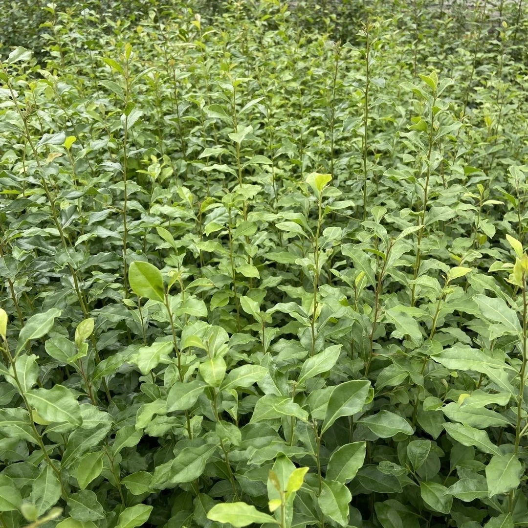 金弹子籽播苗 30-60公分