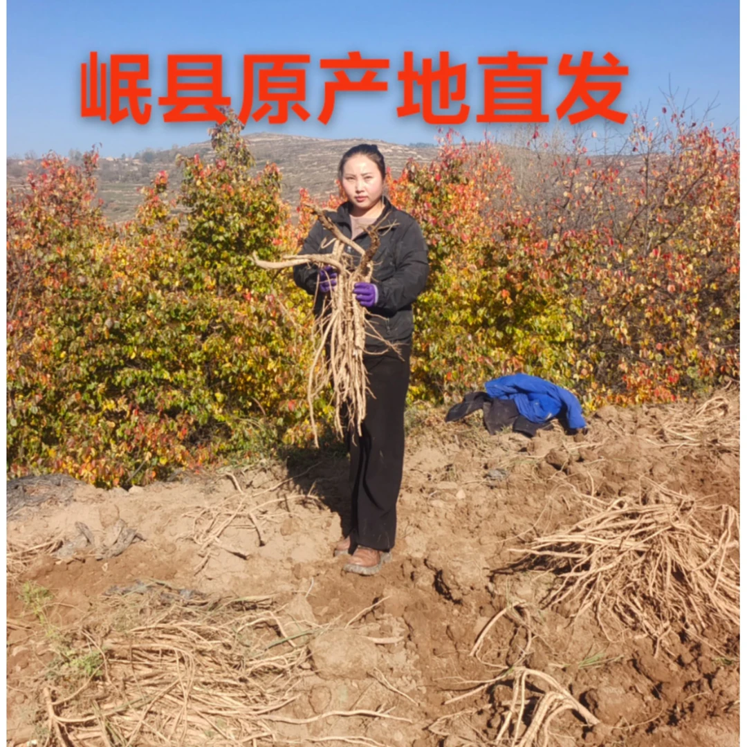 甘肃岷县农家种植黄芪  主根切片  滋补养生