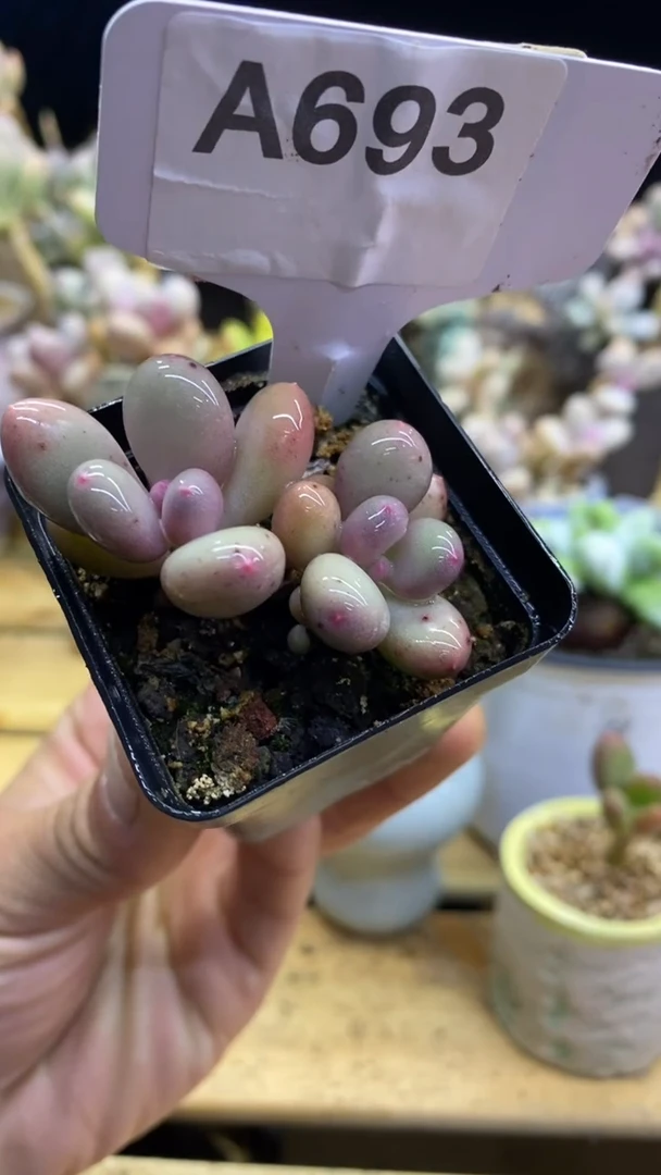 【闪购商品】彩虹米可杂693