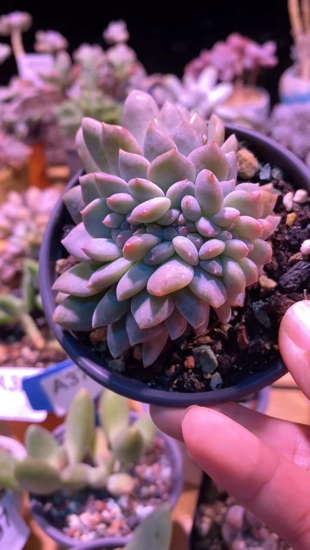 【闪购商品】橙子缀化