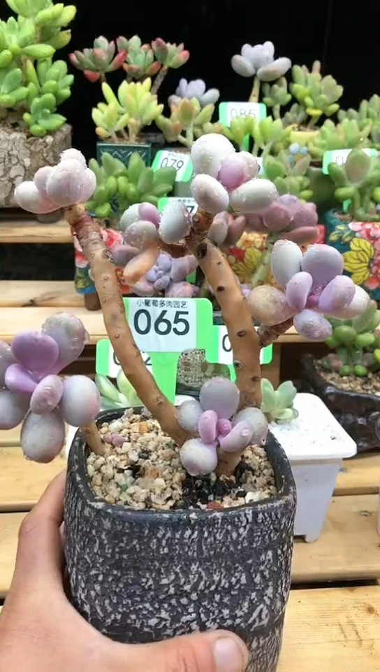 【闪购商品】065彩虹