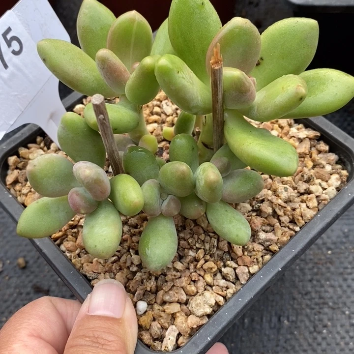 775号带锦芒果奶5➕4头