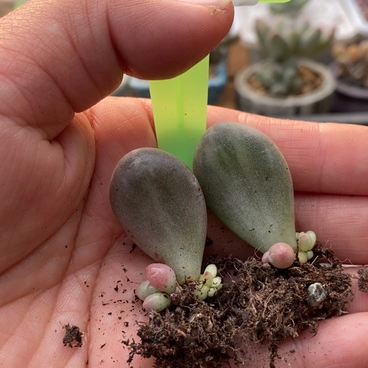 078号奶酪锦苗，宽叶的，俩一起