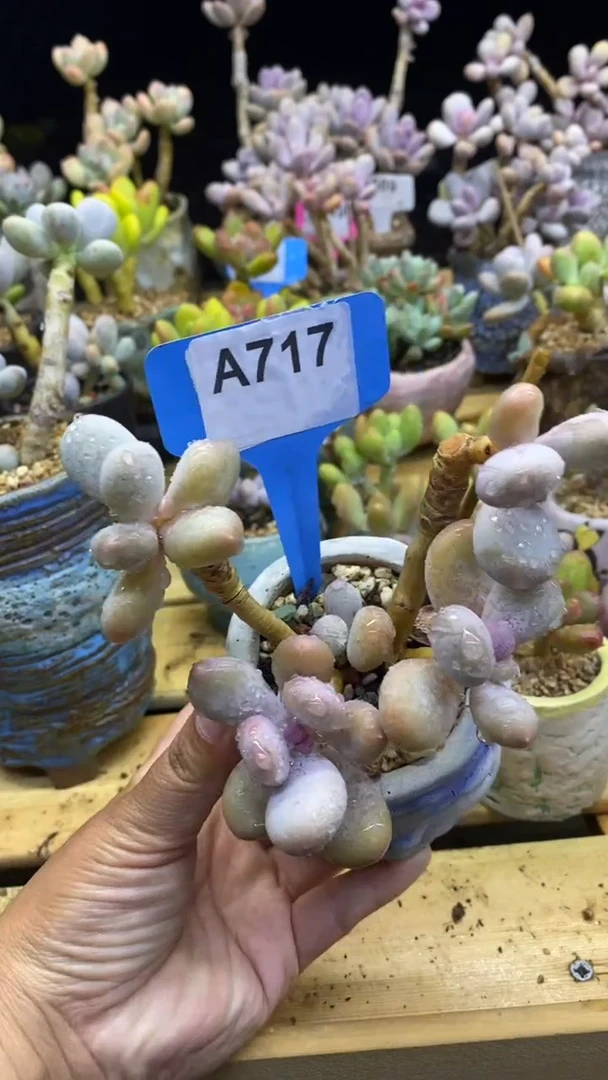 【闪购商品】米可彩虹杂