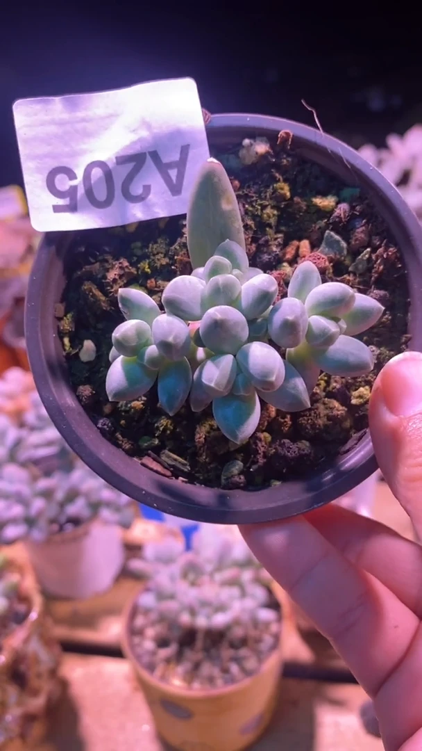 【闪购商品】星空美人