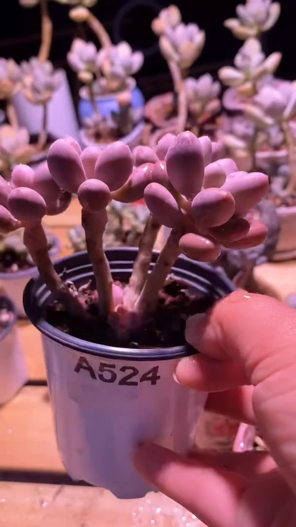 【闪购商品】贵妃奶啊