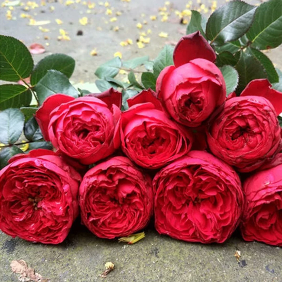 【茶花女】单棵露天月季花苗正红色