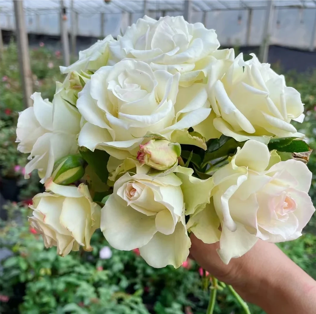 【苹果绿】大花浓香月季果香味灌木月季阳台庭院盆栽四季开花