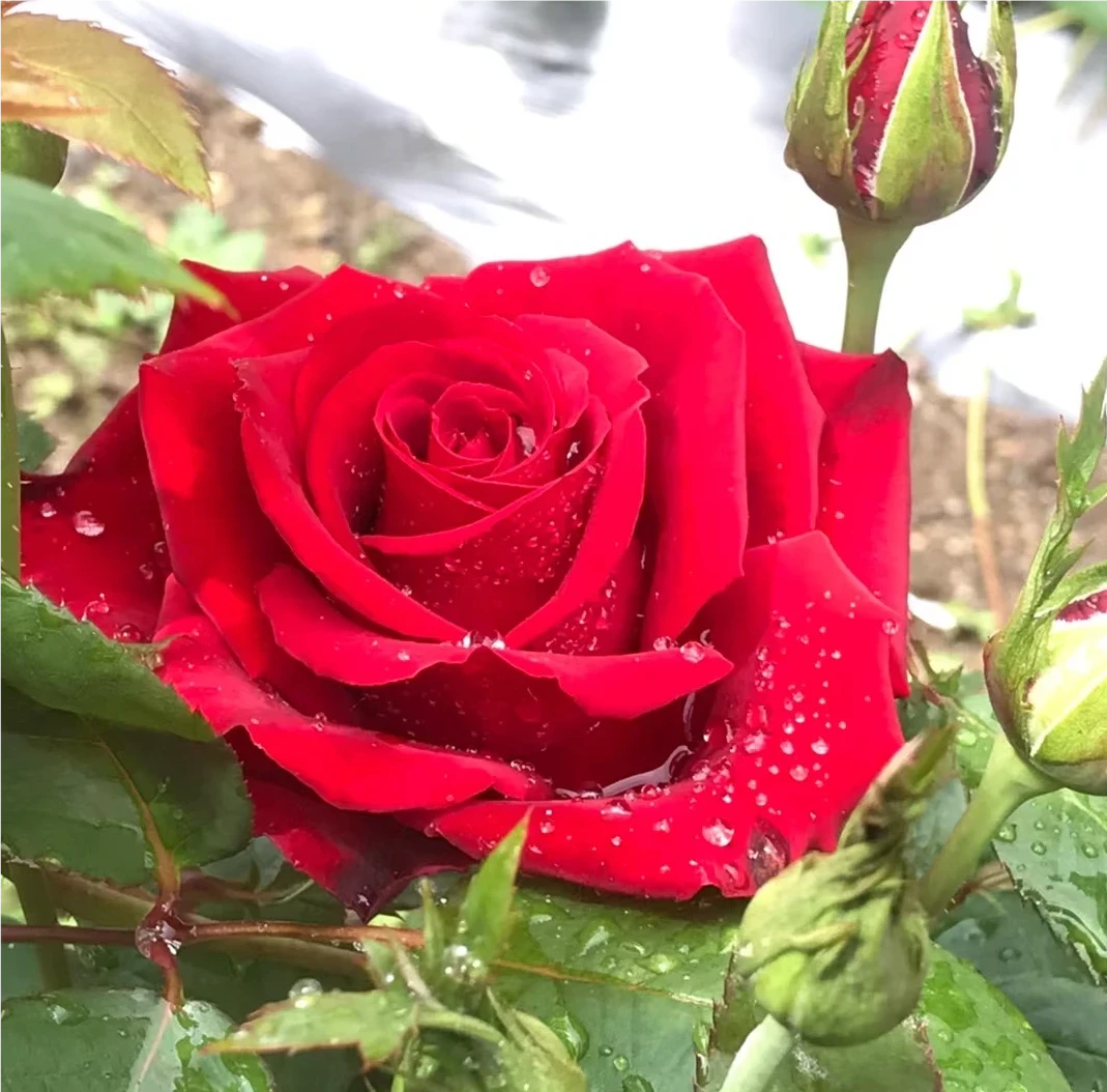 【卡罗拉】切花月季玫瑰多季节重复开花阳台庭院盆栽花卉