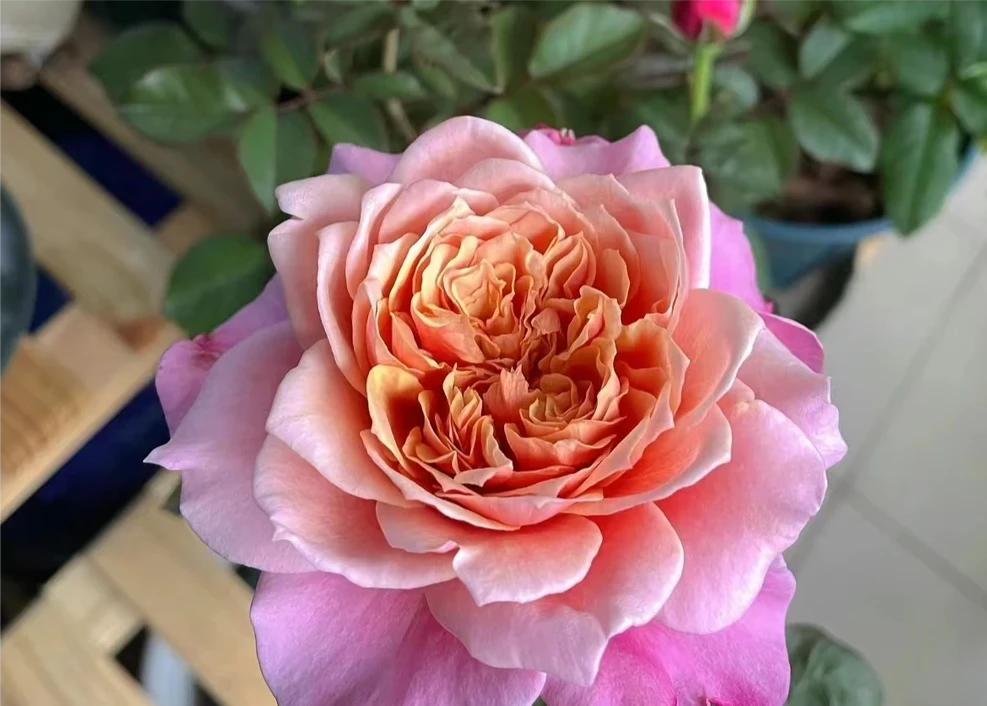 【洋】独棵露天月季花苗阳台庭院绿植盆栽新手易养护