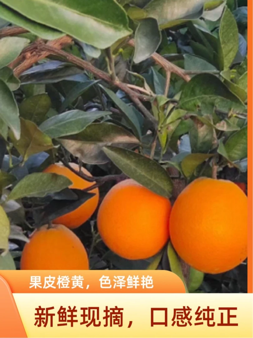 【新鲜】【包邮】湖南怀化正宗纽荷尔脐橙子应季新鲜水果整箱批发