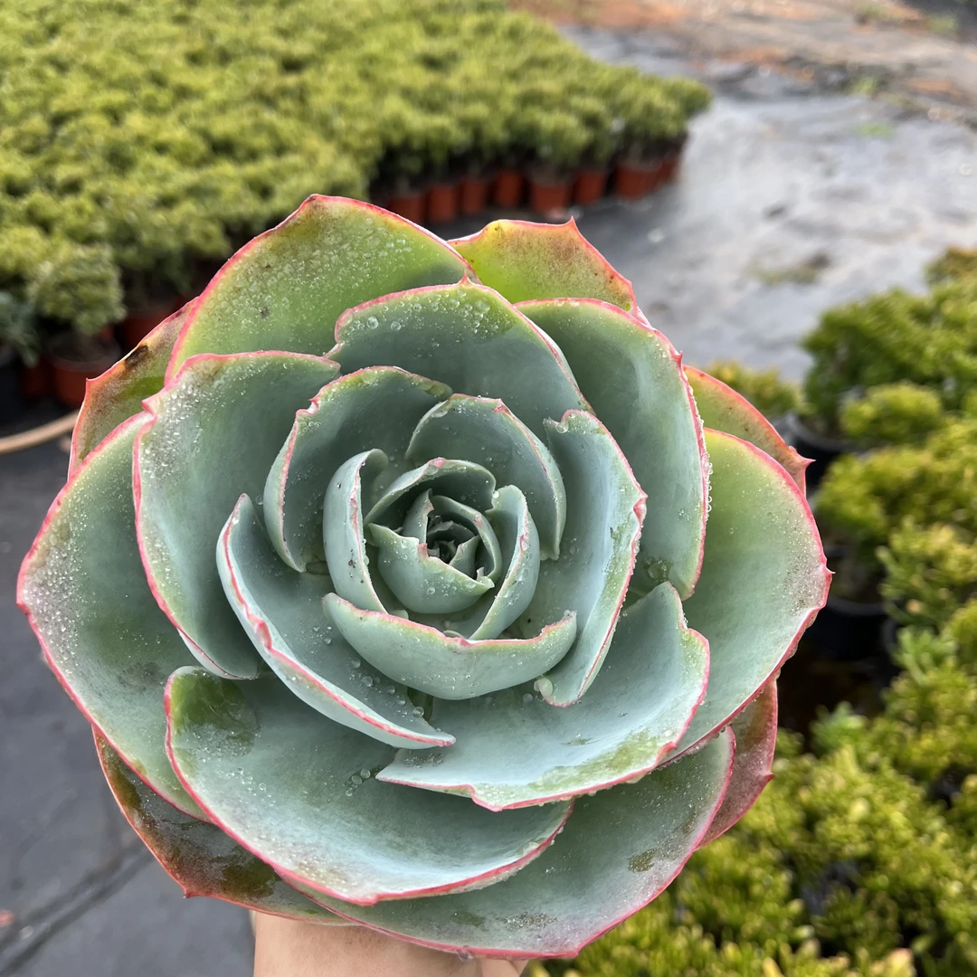 达芬奇密码 多肉植物