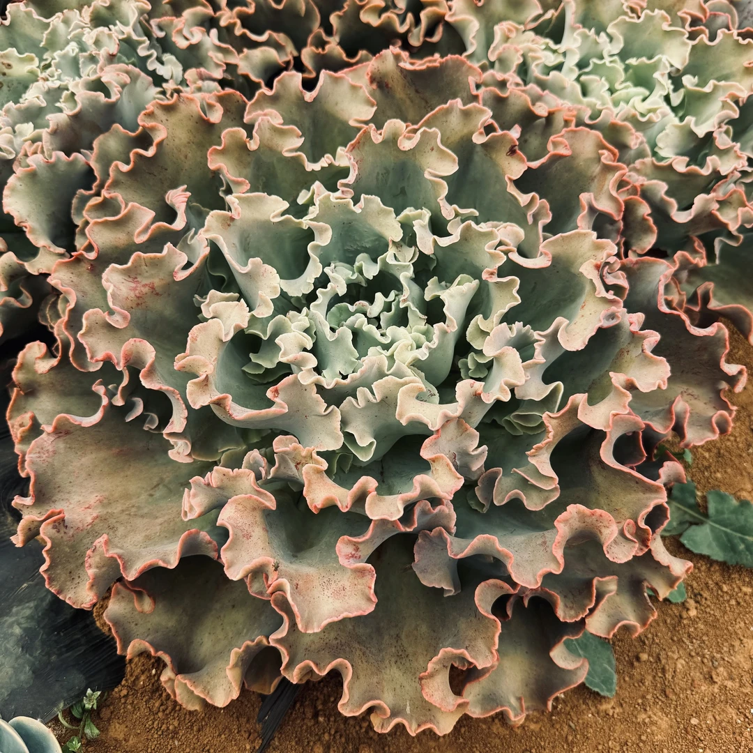 高沙之翁包菜系多肉