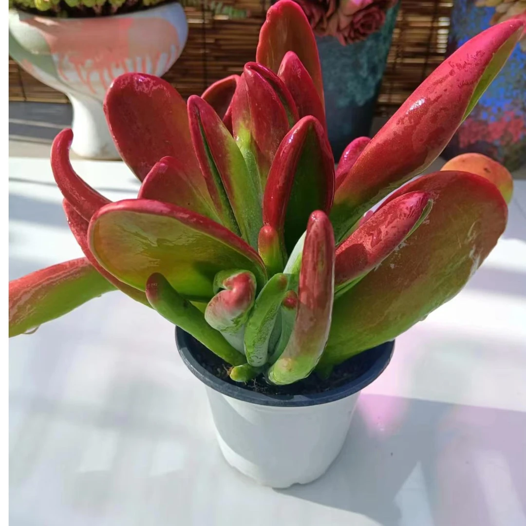 火狐狸多肉  好看好养