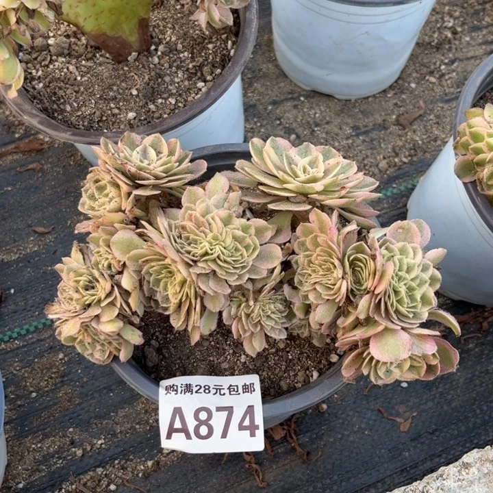 【闪购商品】874多肉倾城缀