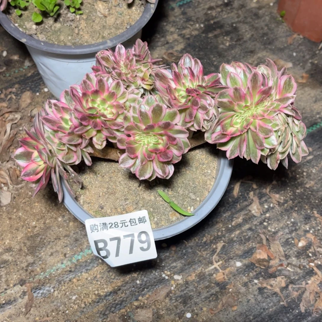 779多肉植物倾城缀化