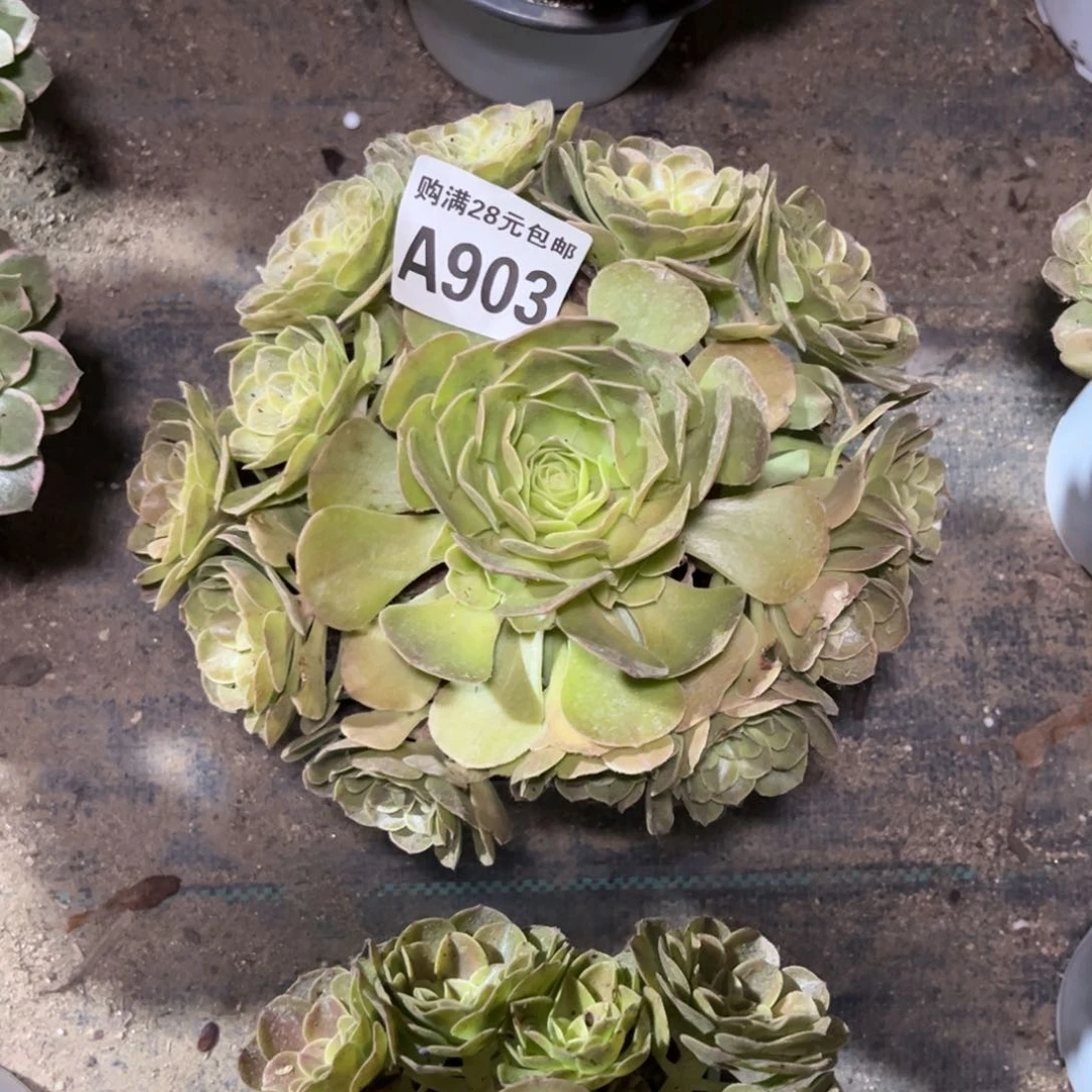 【闪购商品】903多肉雨荷