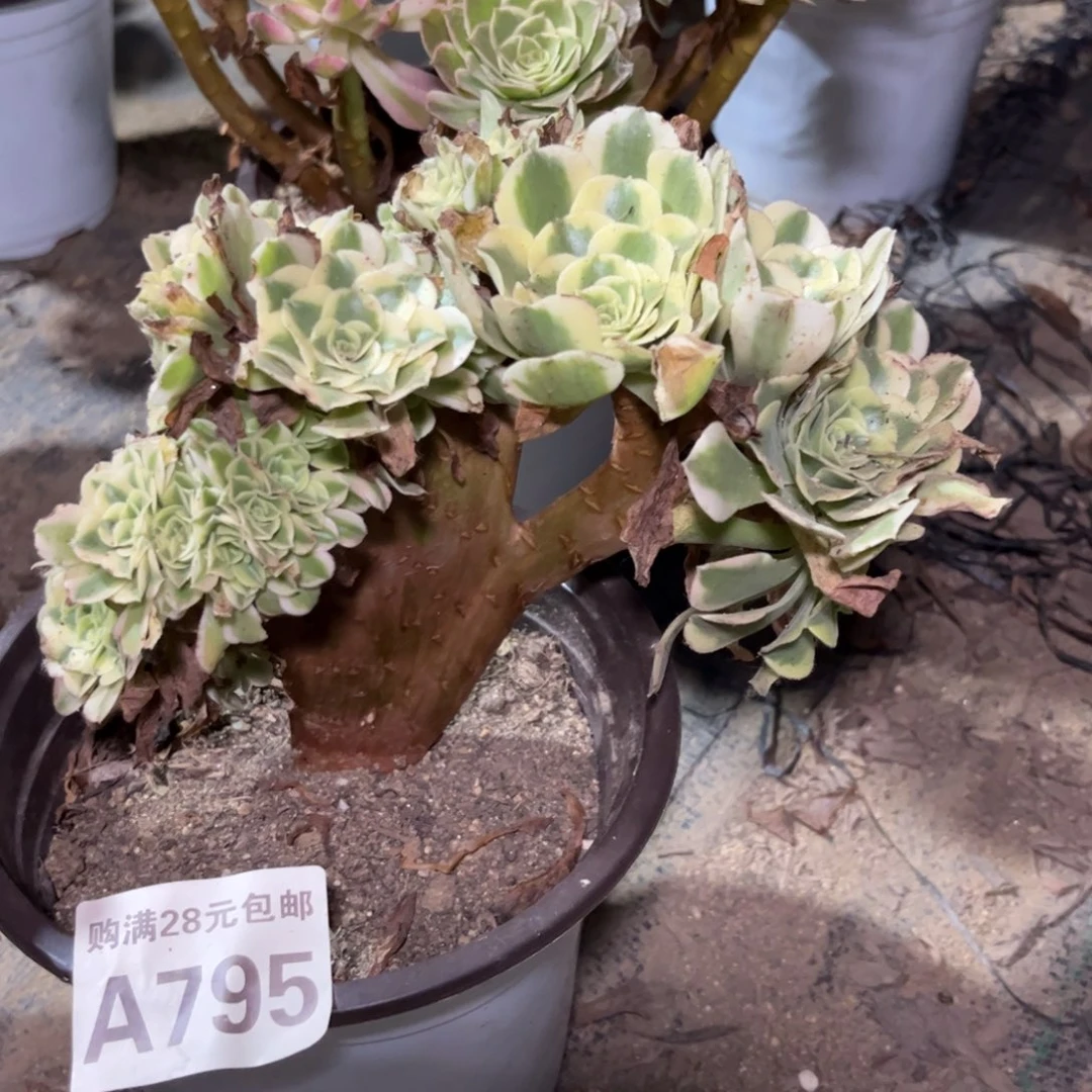 【闪购商品】795多肉绿豆沙缀化