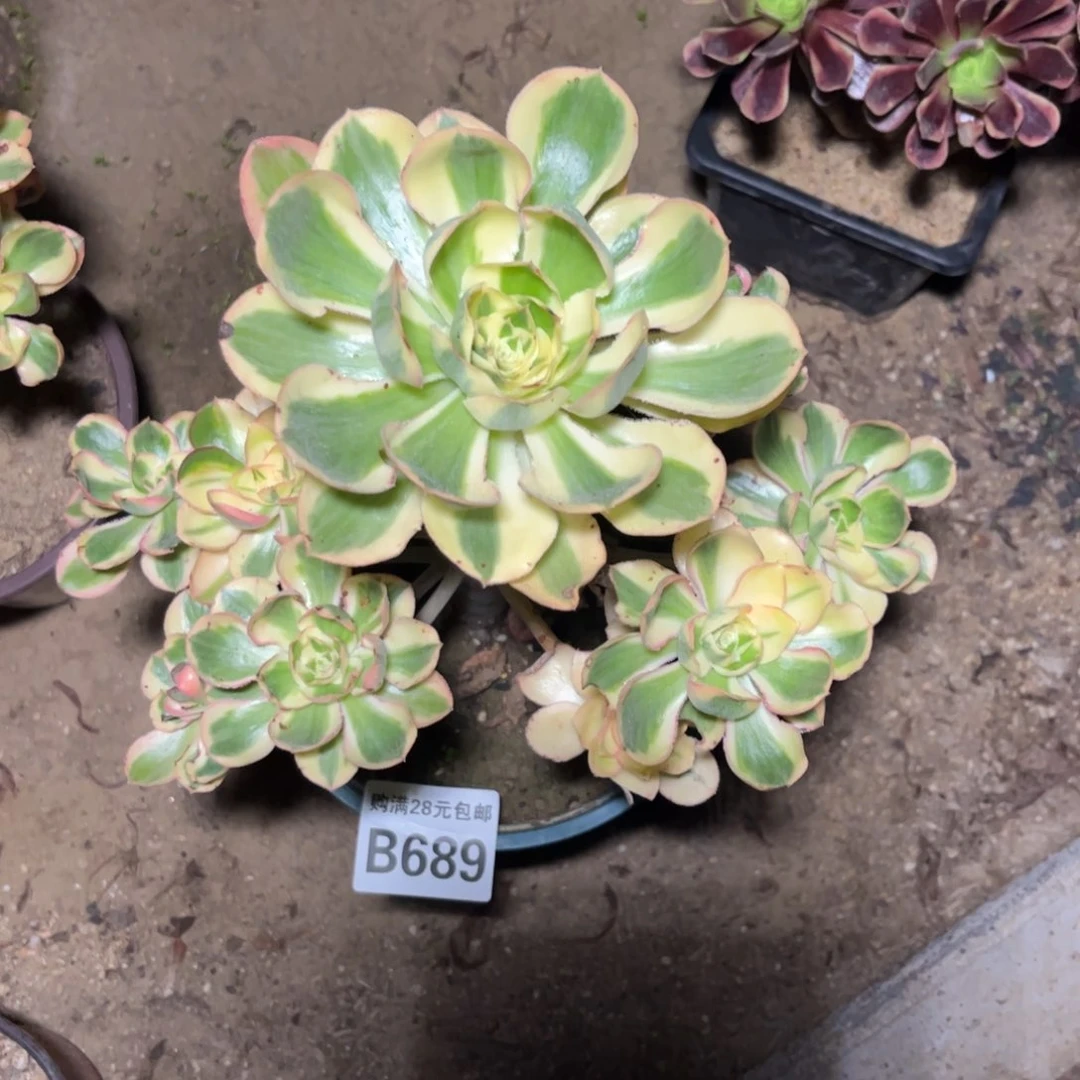 689多肉植物艳姿锦
