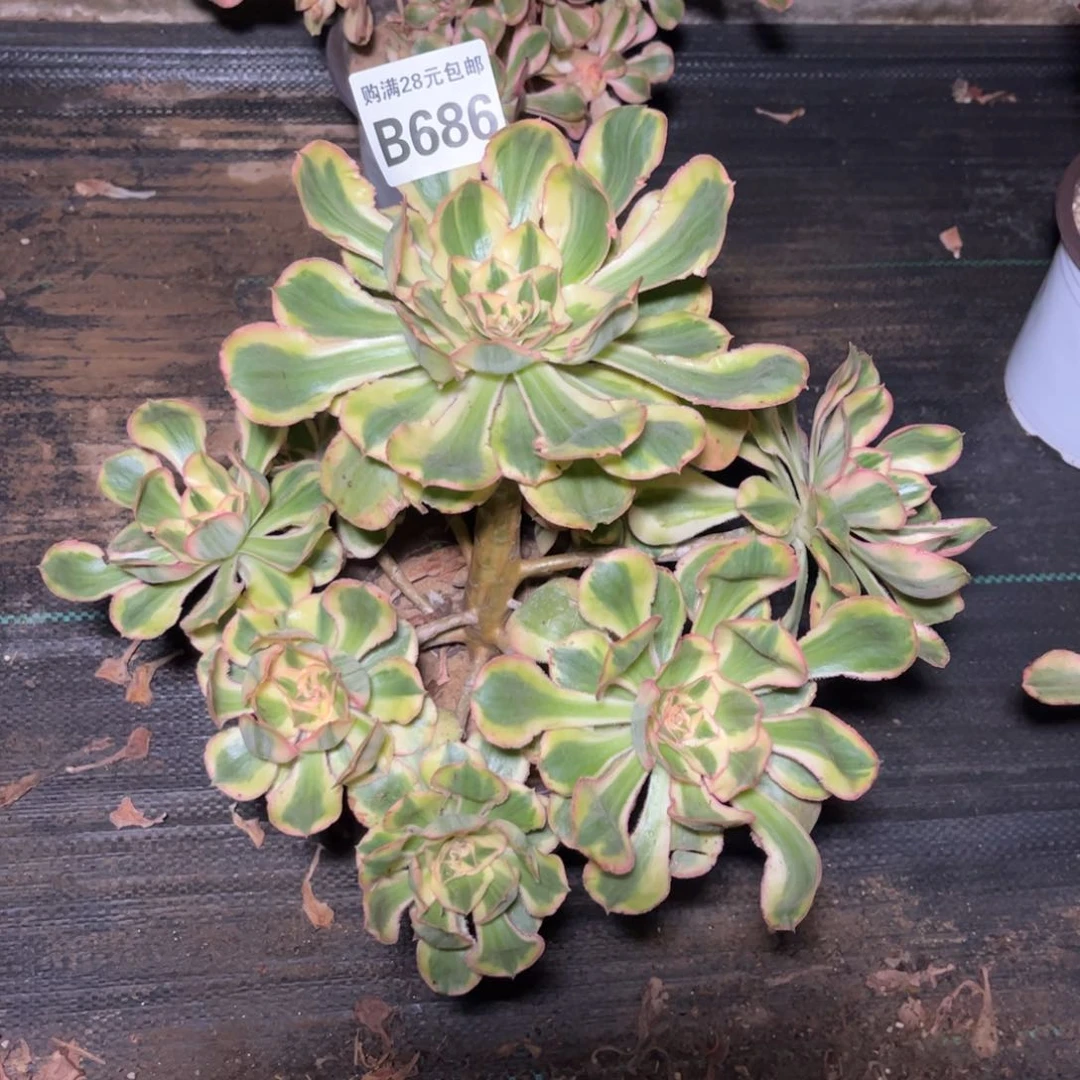 686多肉植物艳姿锦