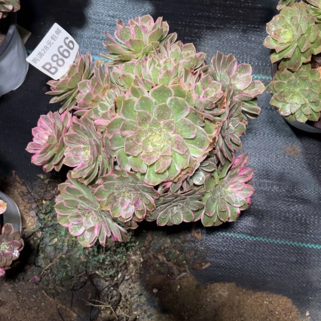 866多肉植物海王