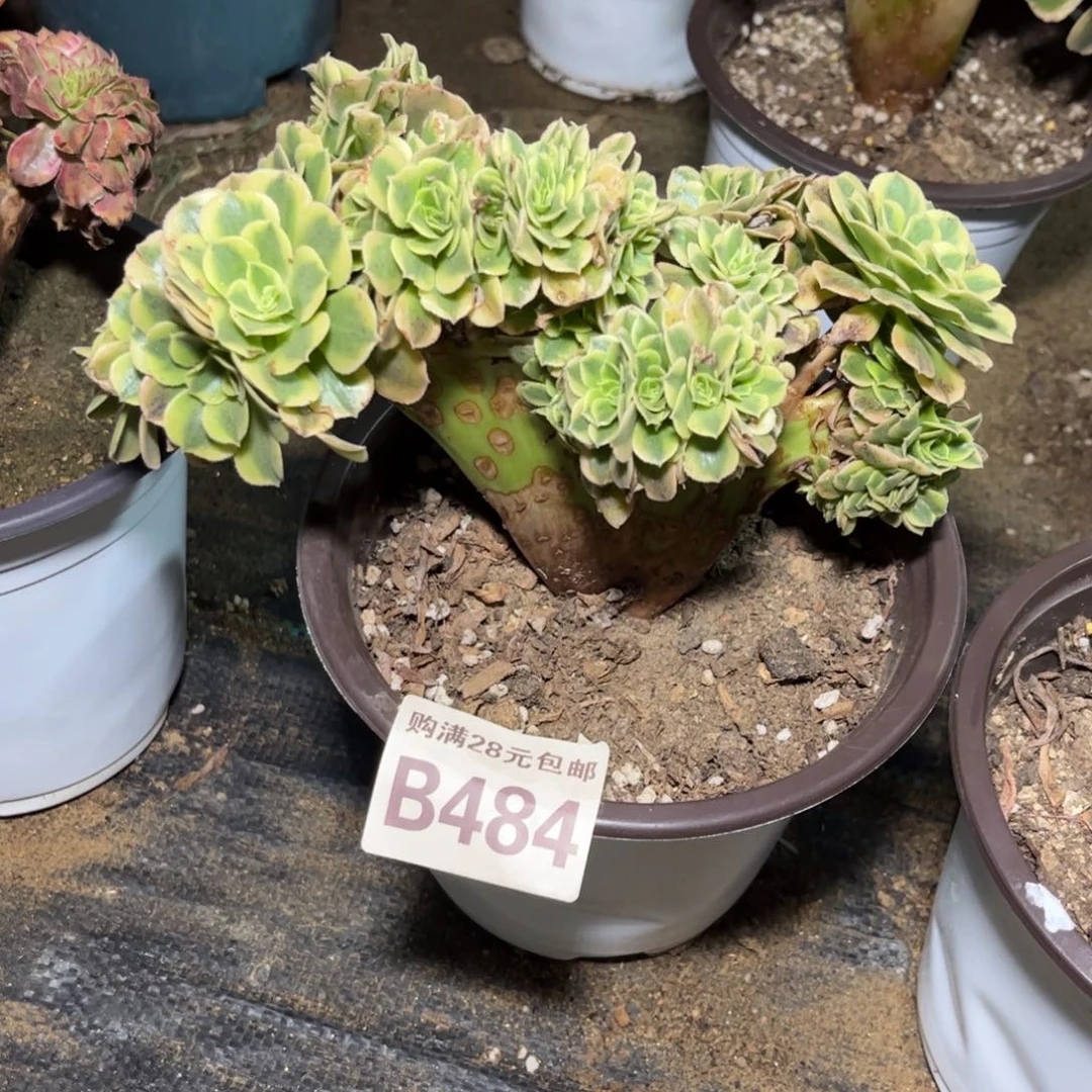 484多肉植物绿豆沙缀化