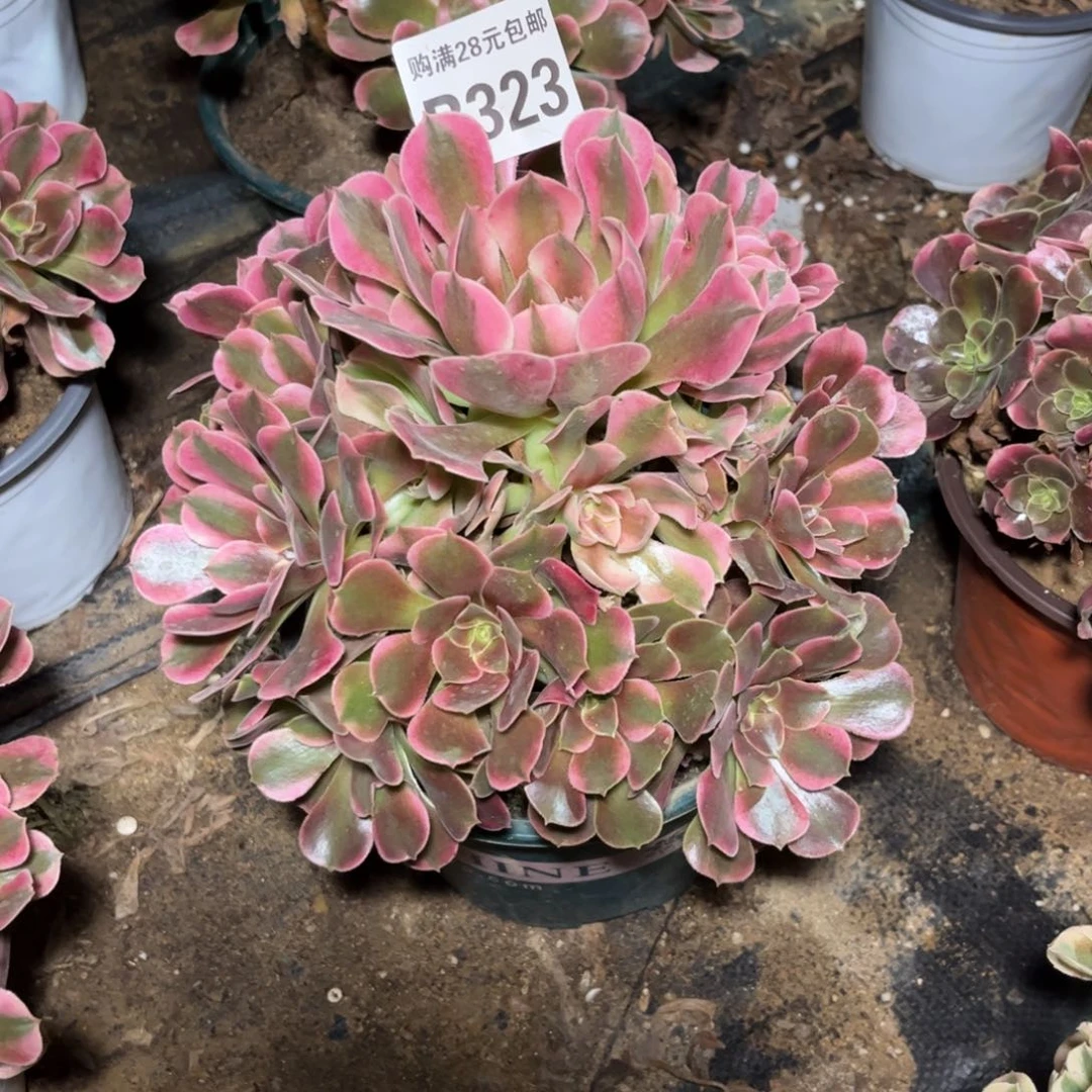 雪***粤323多肉植物香妃