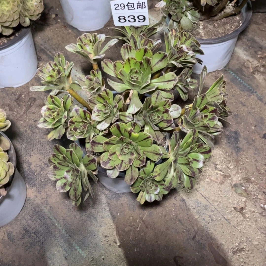 【闪购商品】839多肉碧火