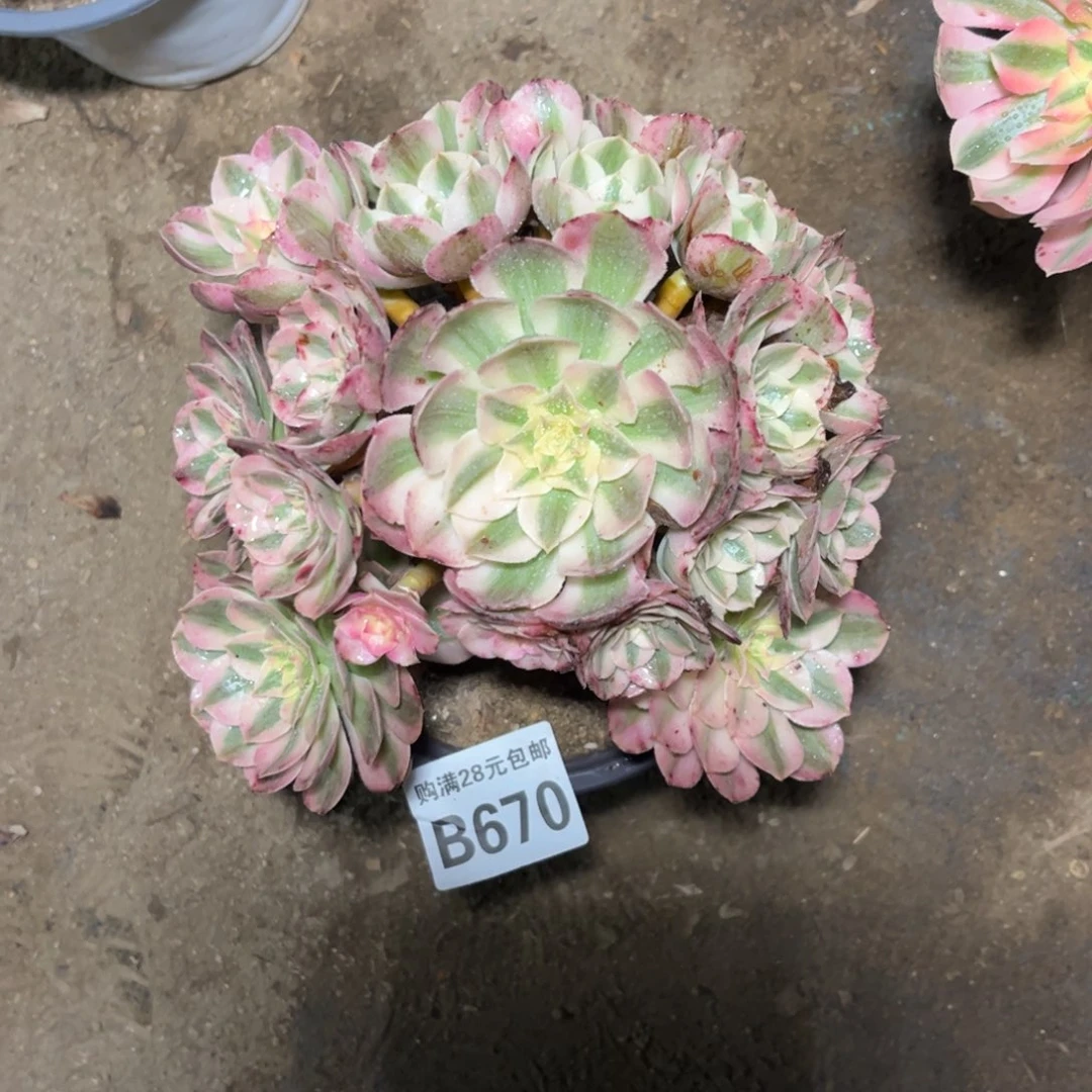 670多肉植物倾城