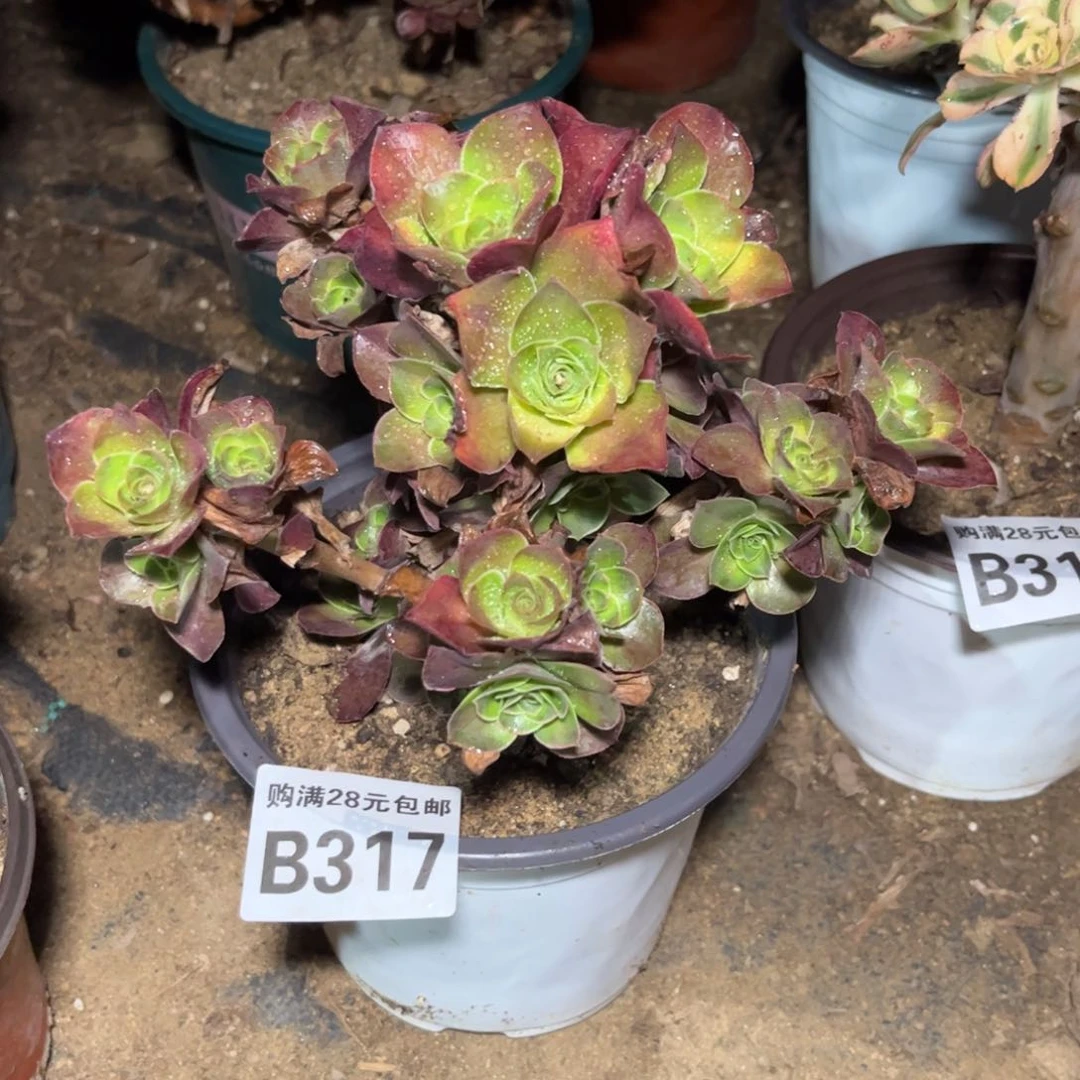 317多肉植物魅金玫瑰