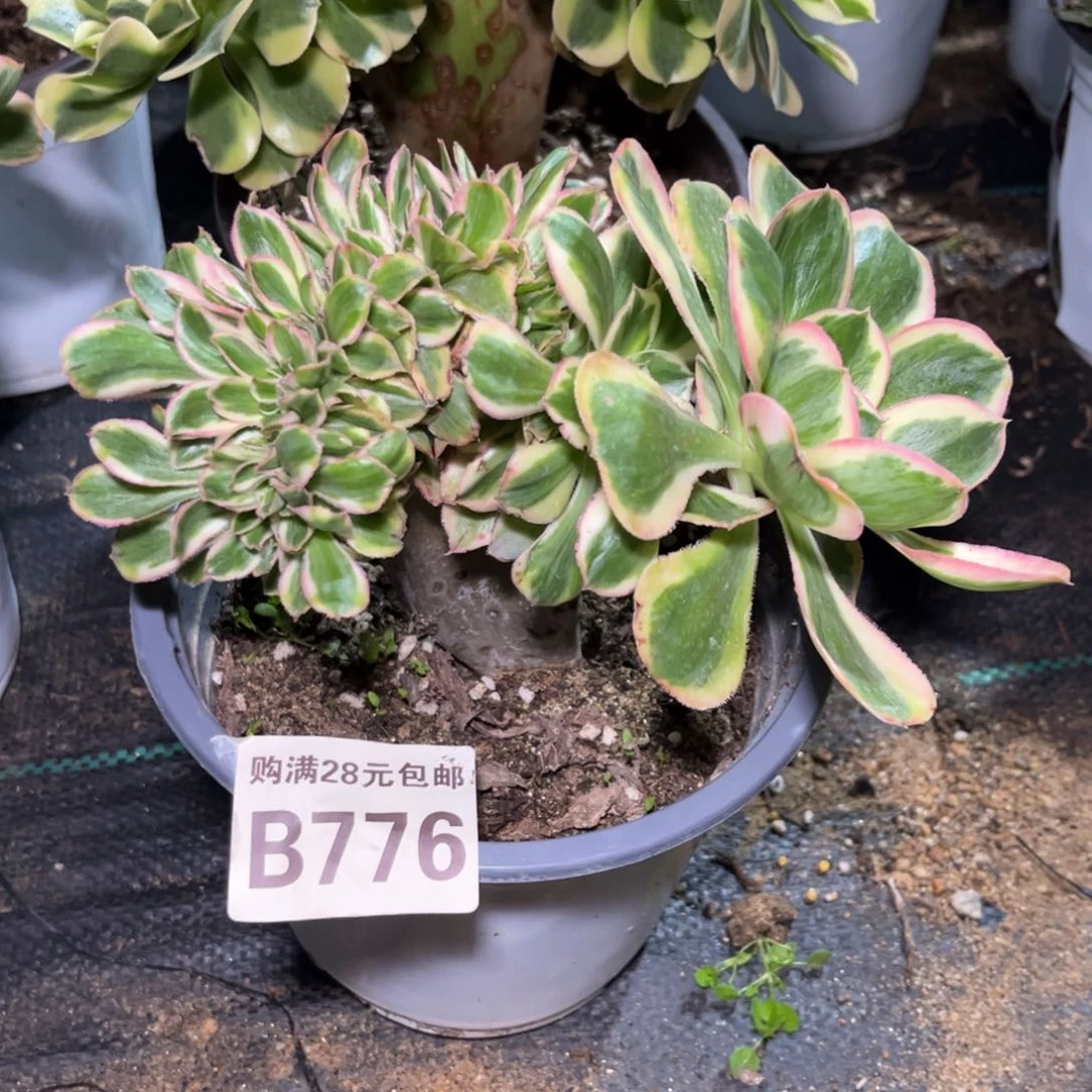 776多肉植物艳姿锦缀化