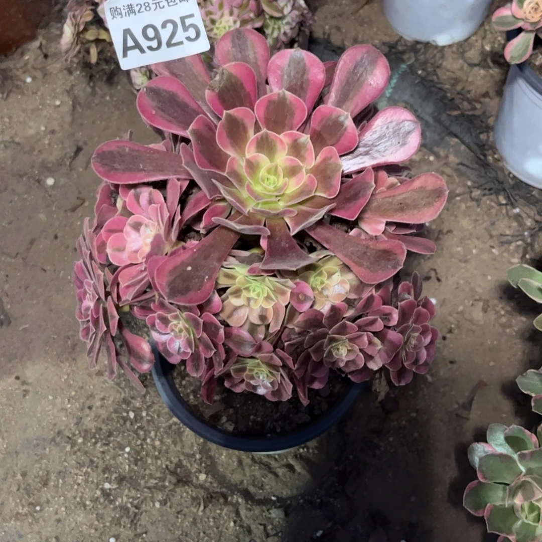 【闪购商品】925多肉美杜莎