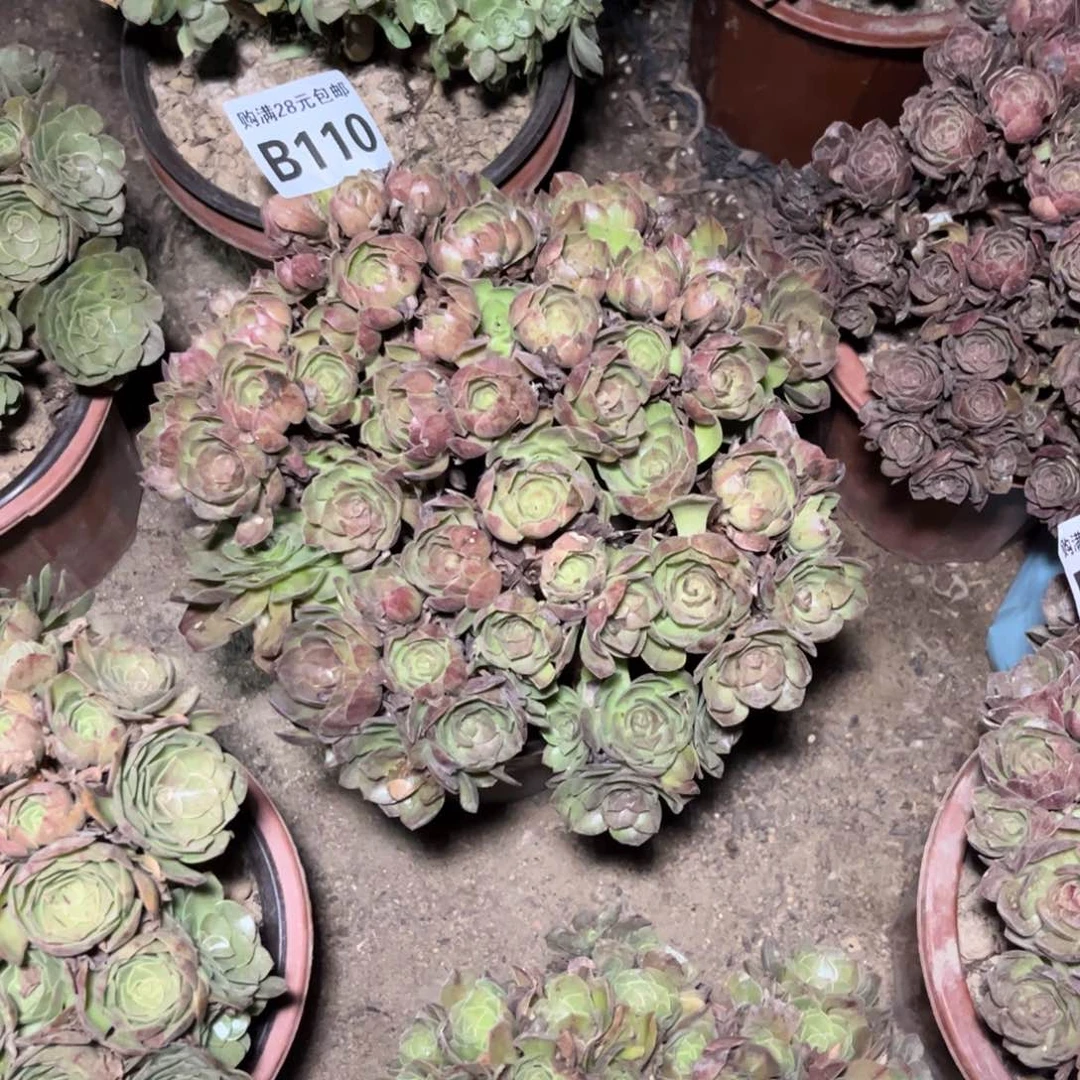 【闪购商品】110多肉黑魔