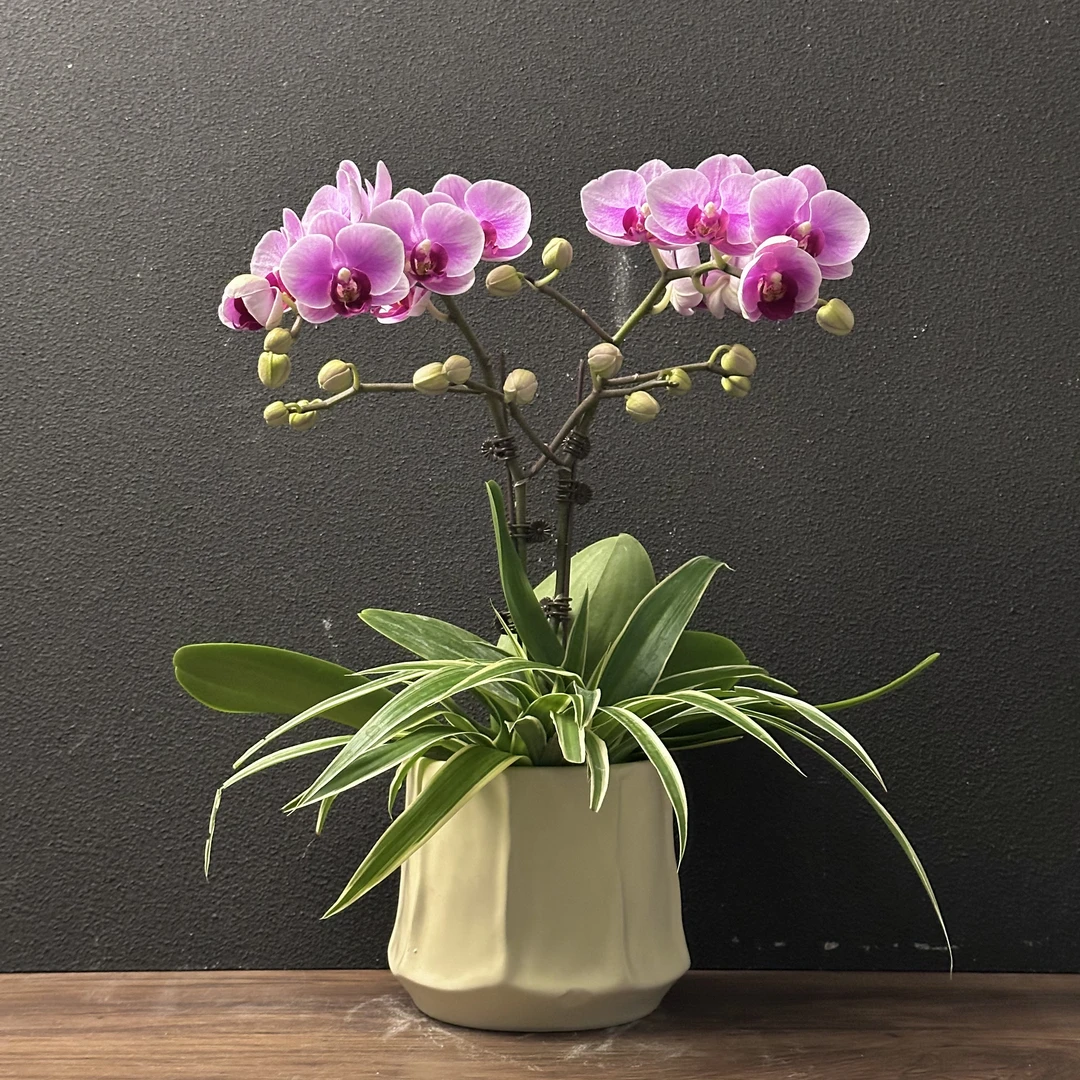 蝴蝶兰《宝贝》好养开花耐养绿色美观花色娇艳叶片碧绿室内花型