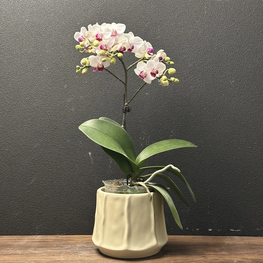 【嗨森甄选】避风港蝴蝶兰室内轻奢高级盆栽观花粉色花卉
