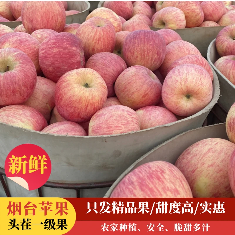 晚下树2024年烟台红富士苹果纯山地农家种植脆甜多汁 新鲜现摘