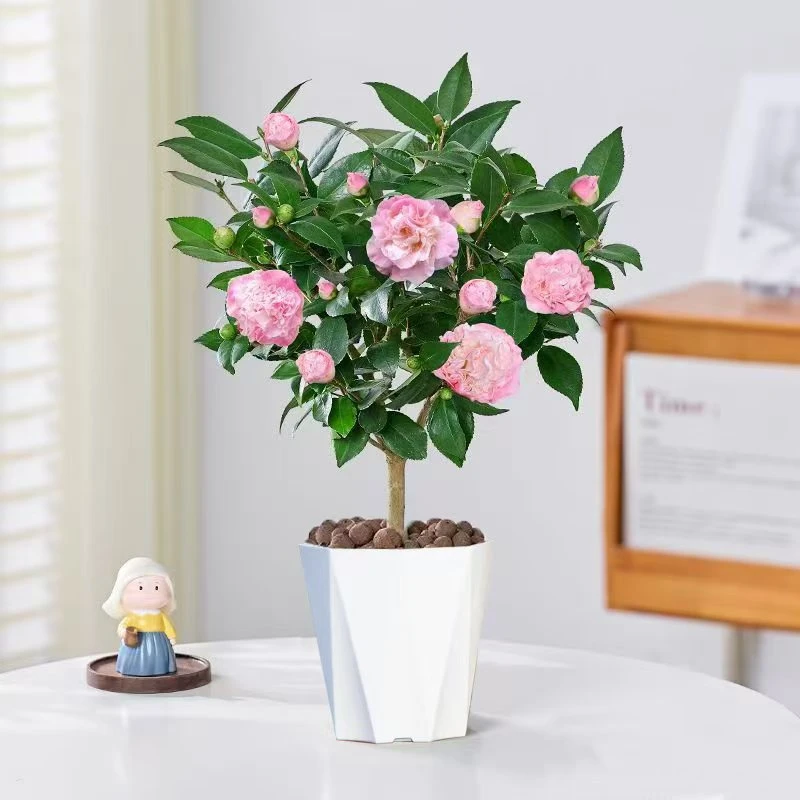 【香妃茶花】茶花苗开花粉色带香味的盆栽花卉植物阳台庭院花卉