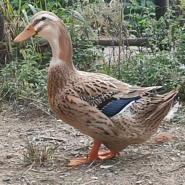 2年多老麻鸭，粮食喂养