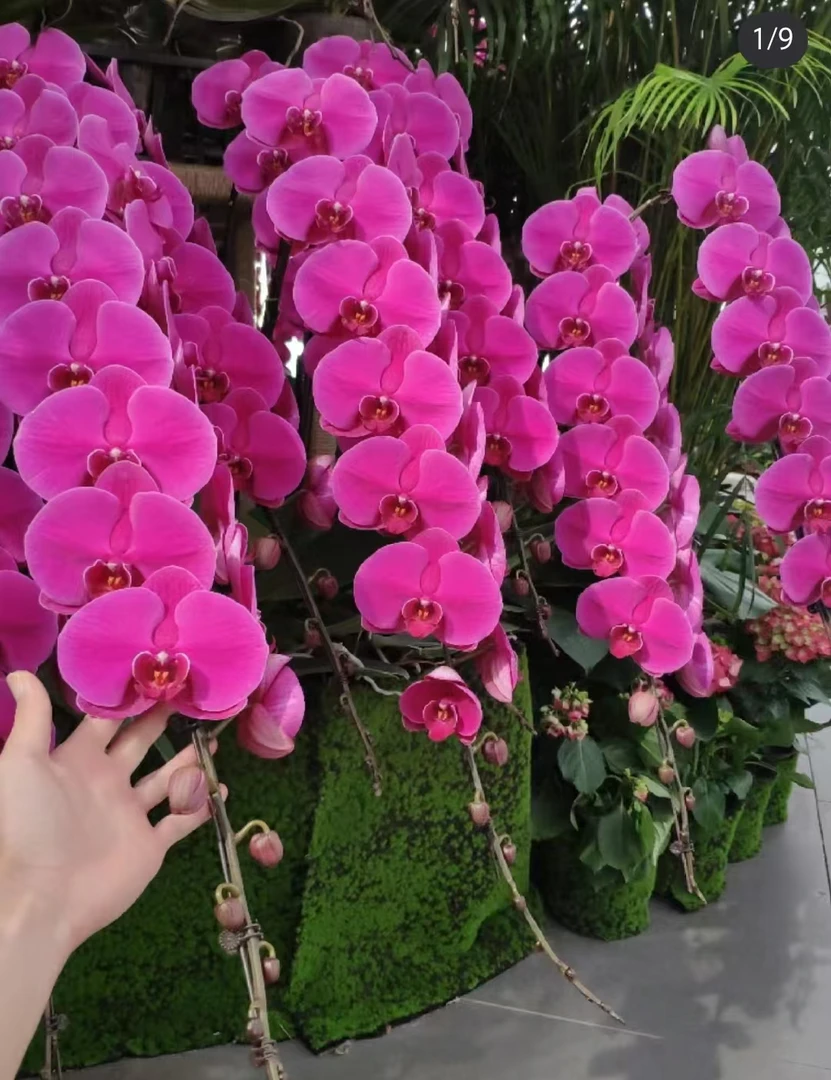 年宵花【大辣椒3.5..带花剑，叶子开裂，不售后】基地直发