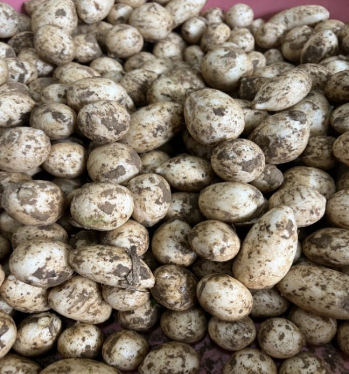 白萝卜新鲜安徽特产无为萝卜小萝卜头白皮圆萝卜当季蔬菜萝卜缨子