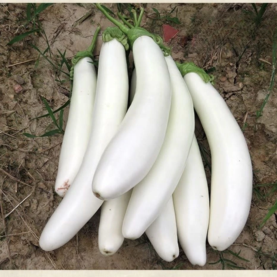 白茄子安徽特产无为蔬菜新鲜白茄子当季农家现摘芜湖白茄子细长