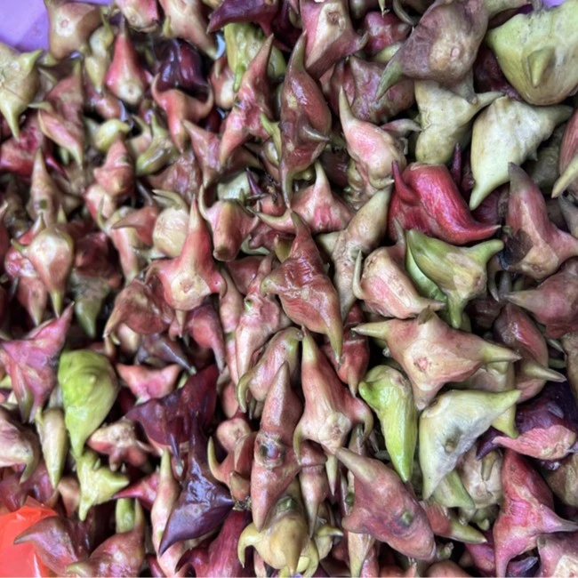 新鲜菱角安徽无为特产熟菱角老菱角生棱角大菱角老菱角现摘