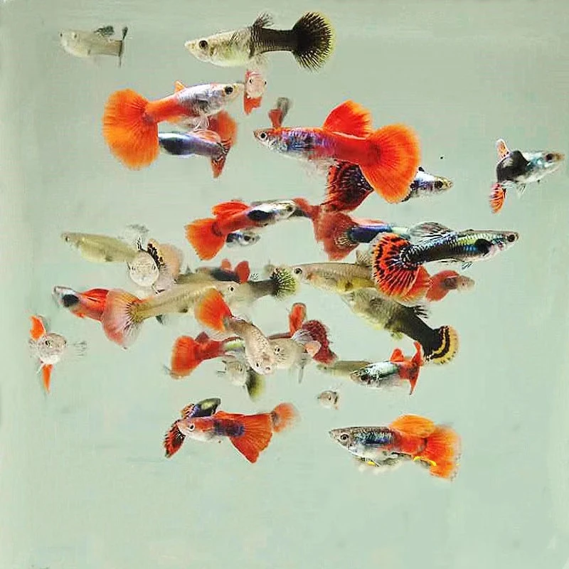 2-3厘米胎生米奇牡丹斑马玛丽孔雀鱼