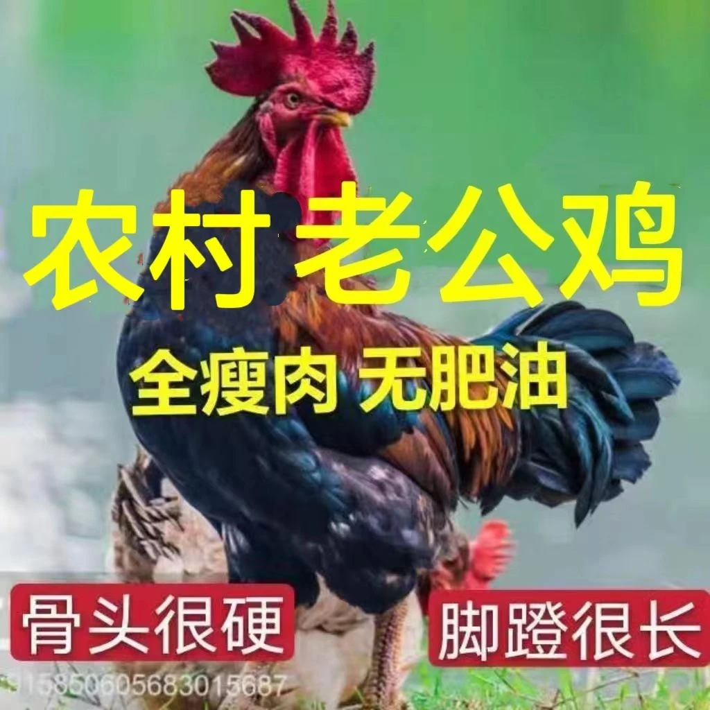 福利放养黑脚大公鸡 肉质紧实 净膛2只7.5斤左右