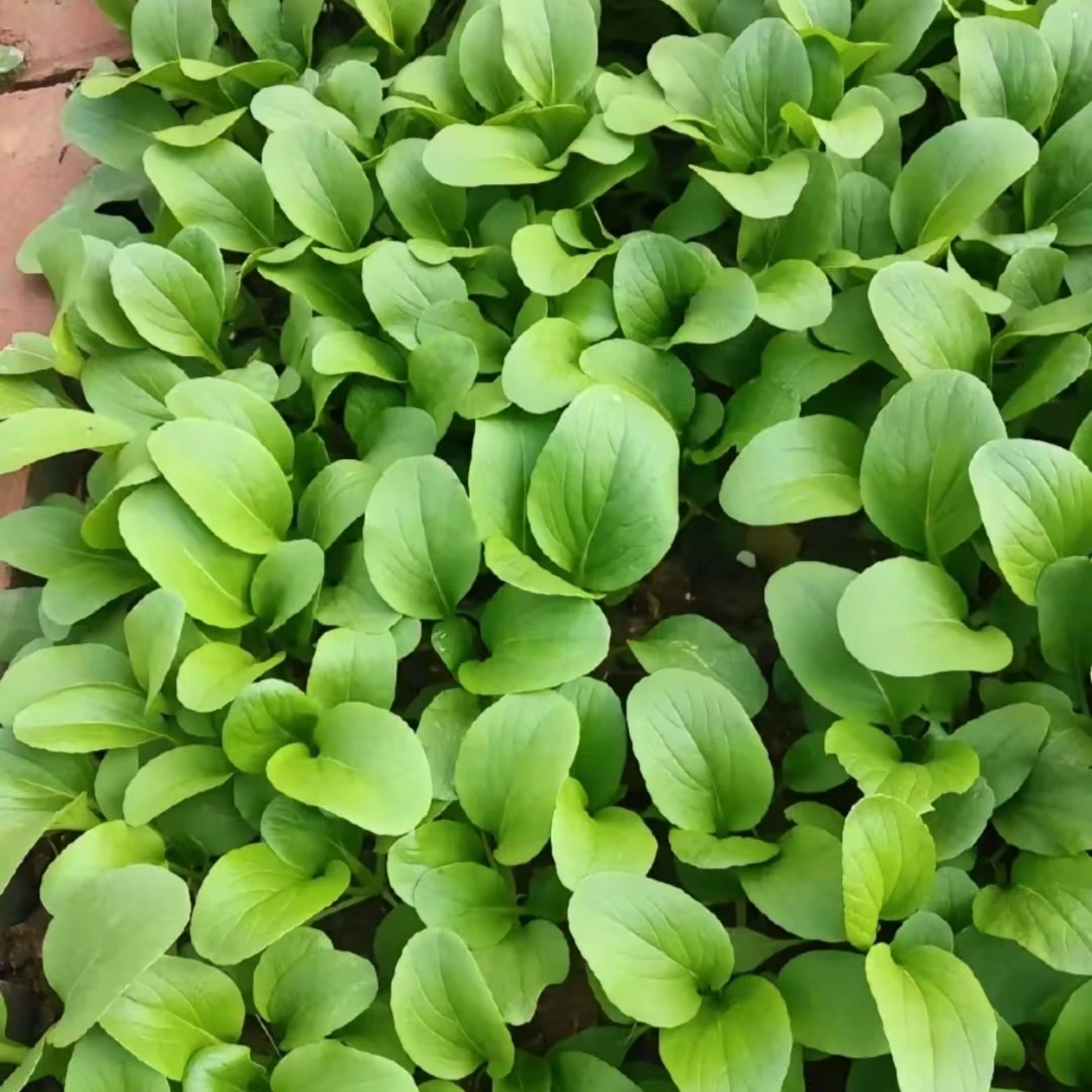 （助农）露天地小油菜次日达（部分有虫眼属正常情况不予售后介意勿拍）