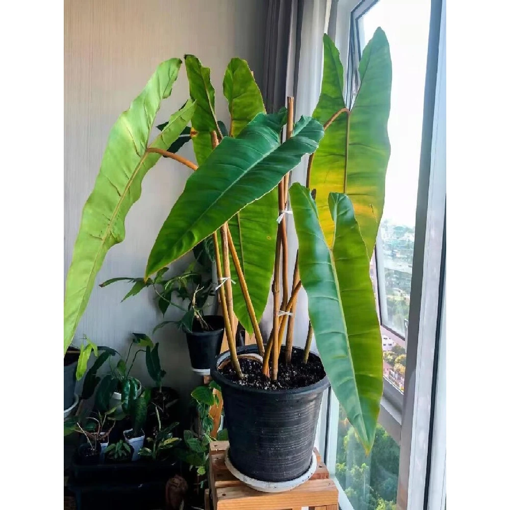 橙柄蔓绿绒网红热带植物盆栽黑橙柄阳台客厅庭院趣味观叶类吸甲醛