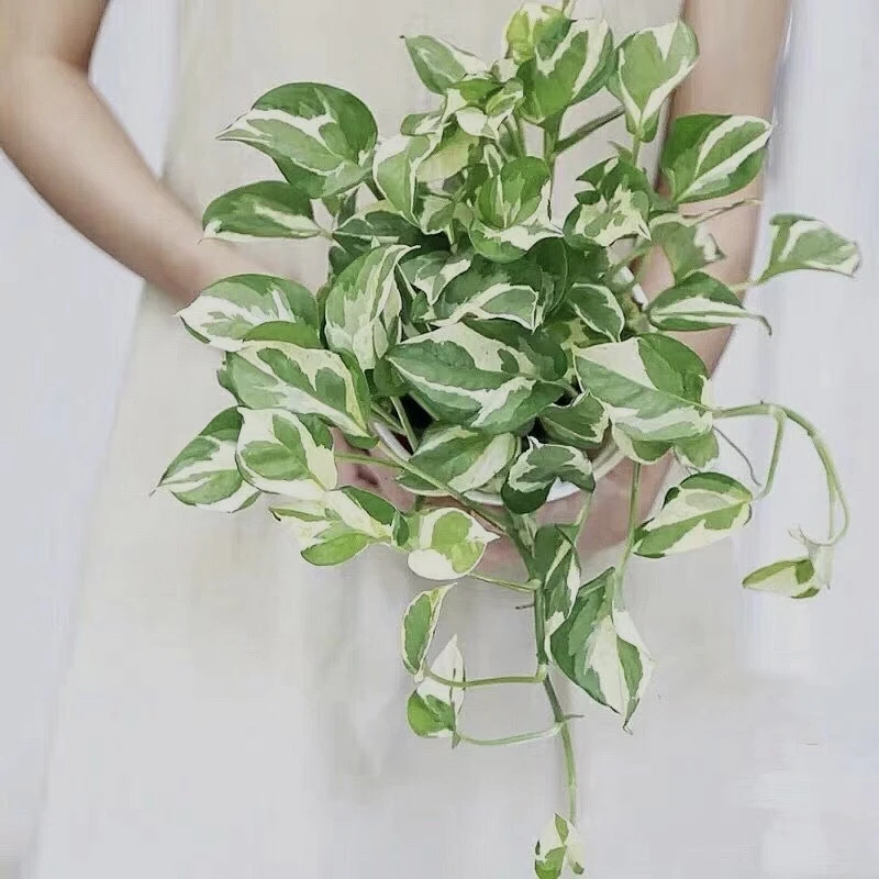 绿萝类合集雪花葛黄金葛客厅阳台庭院易养观叶绿植爬藤垂吊吸甲醛